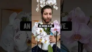 Волшебство орхидей! Креативное объяснение