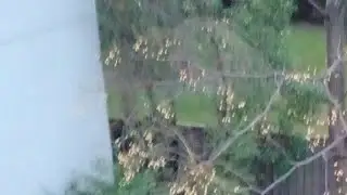 #54live Welcome Australian Native Birds Chirping away LS -21/07/2025