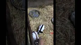 Imported Rabbits available on Royal Pets.. 0333-2846567