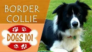 Dogs 101 - BORDER COLLIE - Top Dog Facts About the BORDER COLLIE