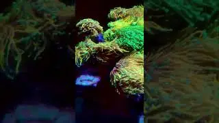 Torch coral #coral #reef #reeftank #corals #sanhok #torch