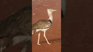 Kori Bustard bird walking in the field #kori #bustard #bird #walk #field #nature #wildlife HA83676