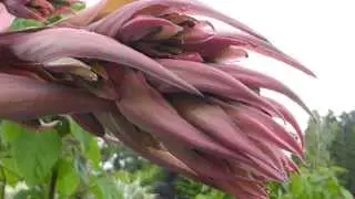 Yucca-leaved beschorneria - Beschorneria yuccoides - P&aacute;lmalilja - Gar&eth;sk&aacute;laplanta - Skrautbl&oacute;m