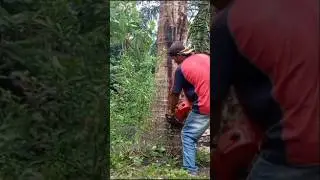 Tebang Pohon Kelapa Pakai Senso Kecil