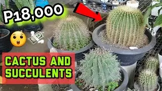 PRESYO NG CACTUS AT SUCCULENTS SA QUEZON CITY CIRCLE | Pinakamahal na cactus