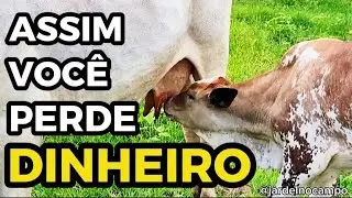 Bezerro no P&eacute; D&aacute; DINHEIRO &mdash; Mas Desse Jeito Voc&ecirc; PERDE