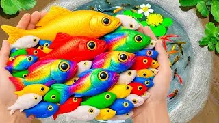 Catch Beautiful Ornamental Fish in Small Pond Baby Turtles, Carp, Eels, Snakehead, Elephant Ear Fish