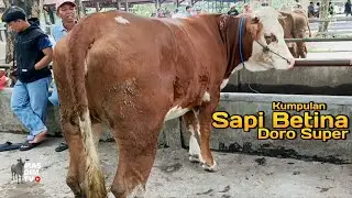 Harga Sapi Betina Doro Terbaru Paling Super Sepasar, Doro Limosin Elit Super, Pedet Usia 6 Bulan