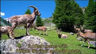  Mountain Goats | Wild Ibex with Twisted Horns in Nature 4K