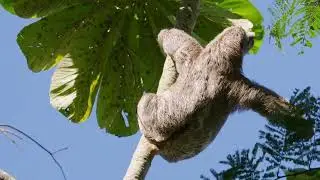 Wild & Weird | Evolution Gone Rogue | Sundays