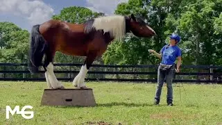 The Horse Guru | Gascon Horsemanship