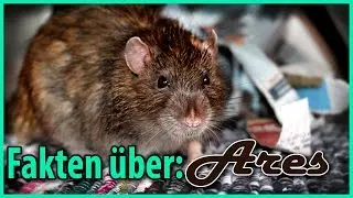 Fakten &uuml;ber: Ratte Ares