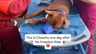 Помогите нам спасти Чичо 😭💔