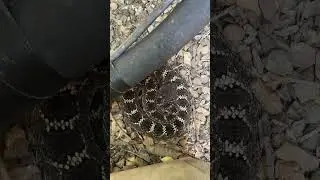 Arizona Black Rattlesnake