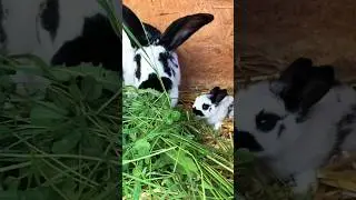 #gulzarrabbit #rabbithunting #Rabbitforming#birds #bunny #reels #relaxing #animals #villagelife