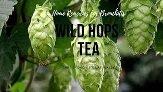 Home Remedies for Bronchitis - Wild Hops Tea can cure Bronchitis Naturally