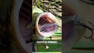 🔥 НОВЫЙ БЮДЖЕТНЫЙ УБИЙЦА ЖЕРЕХА! #спиннинг #рыбалка #fishing