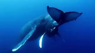 Humpback Whale Migration: A Majestic Journey