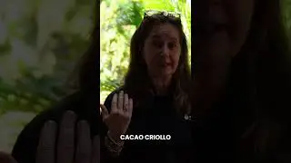 What Is Cacao Fino?