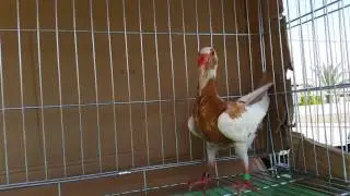 Scandaroon pigeons chicks 2016