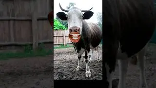 Iqbal ki fridge ka Pani 🤣🐄 #comedyvideos #cow comedy video #funnyvideo