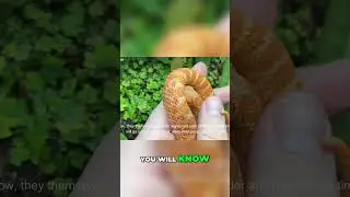 Hognose Snake Poop  Smelly But Easy Cleanup Secrets Revealed!