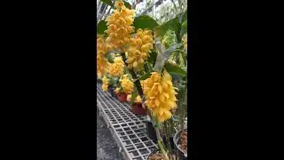 Dendrobium Sulcatum
