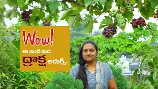 Grapes Galore on Shanthi Dheeraj Terrace Garden