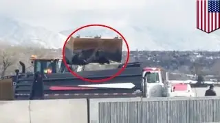 Animals mistreated: Live cattle dumped like trash after Utah trailer crash - TomoNews
