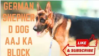 German shepherd dog block video 🔥🔥 youtubeshortstrendingshortsdoglover