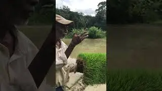 Parachute Method #shorts  #agriculture #coconut