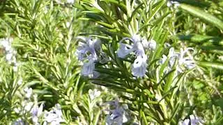 Rosemary - Rosmarinus officinalis - R&oacute;smar&iacute;n - Kryddpl&ouml;ntur - Sumarbl&oacute;m