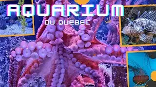 Aquarium du Quebec! Great Place to Watch Stunning Sea Animals. #aquarium #aquariumduquebec