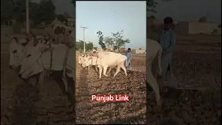 old culture... #punjab #automobile #punjab #lifeisbutadream #farming #ihavethisthingwithplants