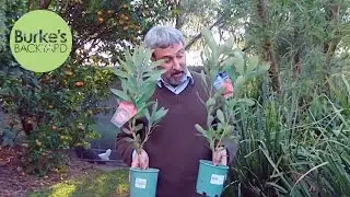 Burke's Backyard, Old Husband's Tales - Proteas & Waratahs