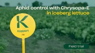 Aphid Control with Green Lacewing (Chrysopa carnea) in Iceberg Lettuce