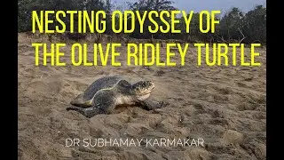 NESTING ODYSSEY OF THE OLIVE RIDLEY TURTLE OlIVE RIDEY