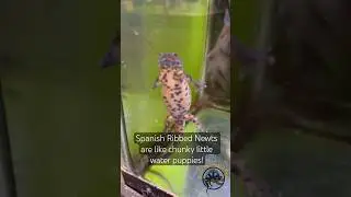The Cutest Newts You&rsquo;ll Ever See! 🦎 #cute #cuteanimals #pets #animals #aquatic #swimming