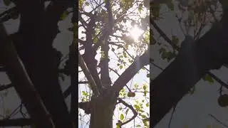 Disappearing in the Sky Music Video | Childhood Memories | Folk | #music  #comingsoon