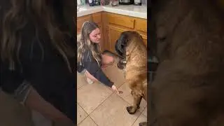 Обучение ОГРОМНОГО щенка хватанию лапы происходит так...