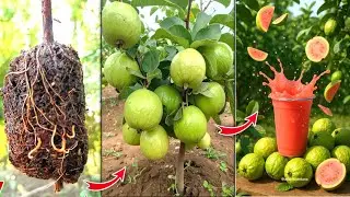 Unique technique grow guava tree air layering full success 