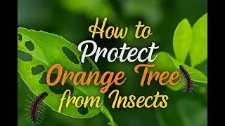 Pesticide for lemon plant/how to protect orange tree from insects/homemade pesticides for fruit tree