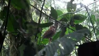 Ruddy Quail-Dove, Geotrygon m. montana, female, Un poco del Choc&oacute;, Ecuador, 13 Dec 2012