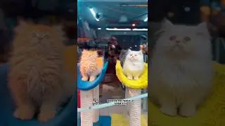 Persian kittens in Pakistan with home delivery/Cats wholesale market in Pakistan #cat #kitten #pets