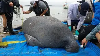 Making Moves for Manatee Conservation