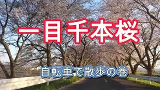 みなみかた一目千本桜　サイクリング