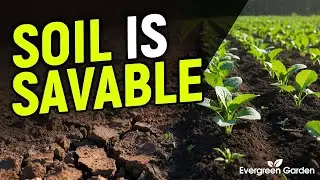 How I Turned Exhausted Garden Soil Into Food-Producing Gold