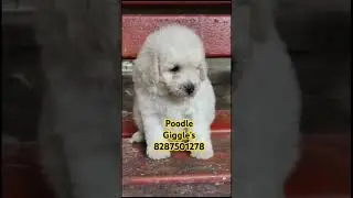 Poodle puppy 🐶! #shorts  #youtubeshorts #trending #viral #dog #giggles