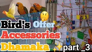 🦜 Bird Accessories OFFER DHAMAKA | Limited Time Cage Setup | Bird Toys /bird's swing/bird's food.