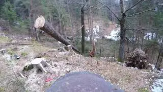 Spruce sits back on the wedge